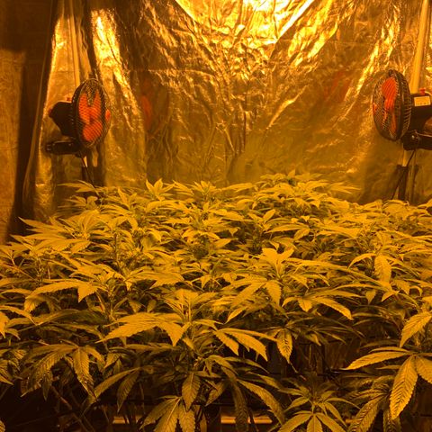 GG4 #1 #3 growlog timeline photo