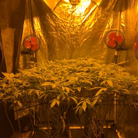 GG4 #1 #3 growlog timeline photo