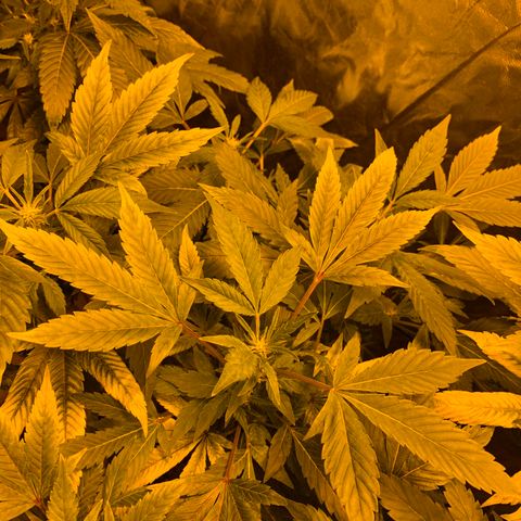 GG4 #1 #3 growlog timeline photo