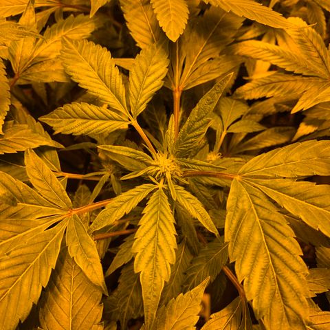 GG4 #1 #3 growlog timeline photo