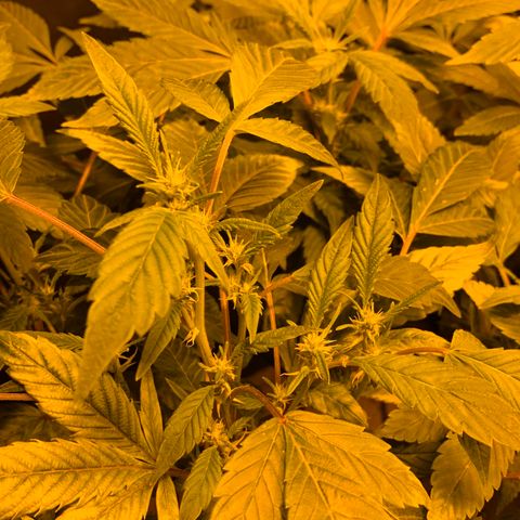 GG4 #1 #3 growlog timeline photo