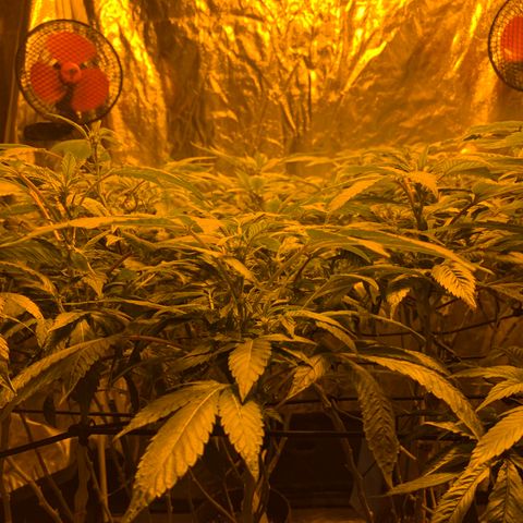 GG4 #1 #3 growlog timeline photo