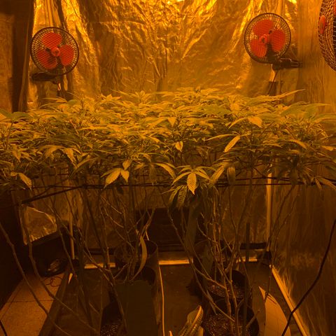 GG4 #1 #3 growlog timeline photo