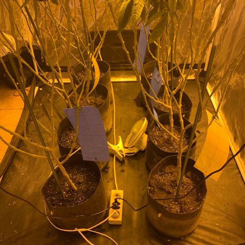 GG4 #1 #3 growlog timeline photo