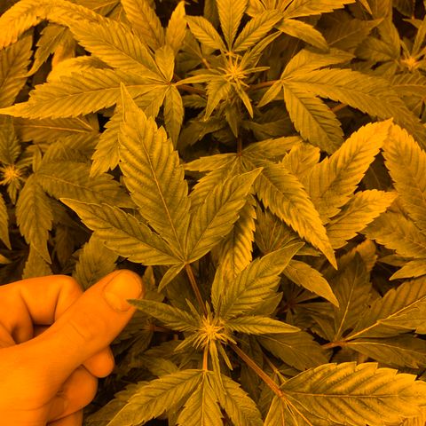 GG4 #1 #3 growlog timeline photo