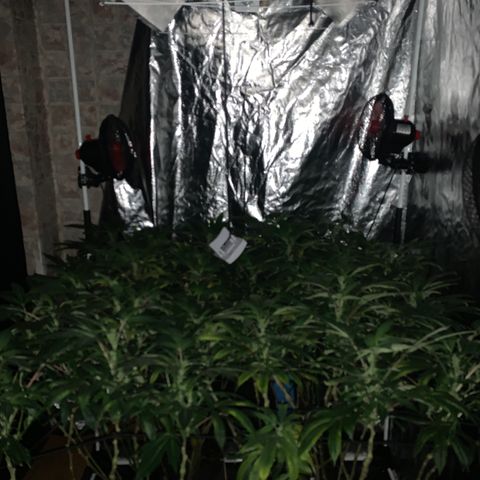 GG4 #1 #3 growlog photo: Todo bien🤩🤩🤩🤩🤩🔥🔥🔥🔥🔥
