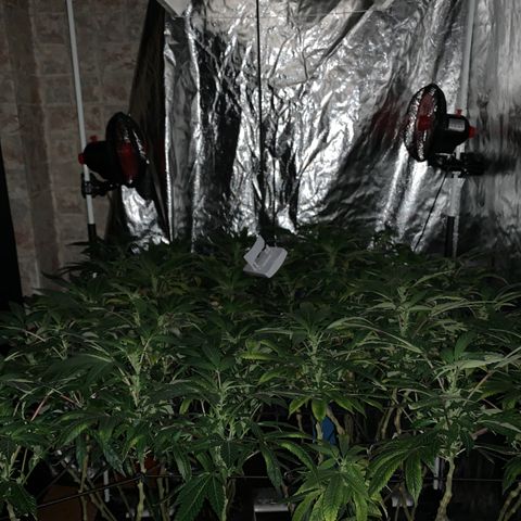 GG4 #1 #3 growlog photo: Todo bien🤩🤩🤩🤩🤩🔥🔥🔥🔥🔥