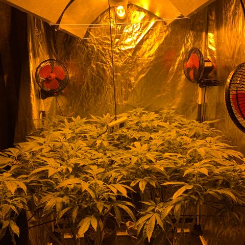 GG4 #1 #3 growlog timeline photo