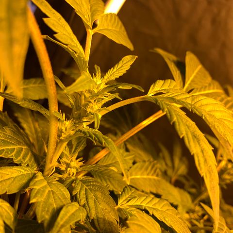 GG4 #1 #3 growlog timeline photo