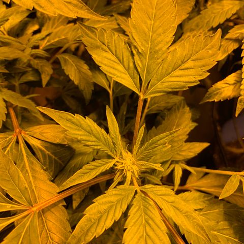 GG4 #1 #3 growlog timeline photo