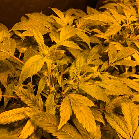GG4 #1 #3 growlog timeline photo