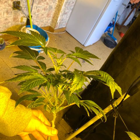 GG4 #1 #3 growlog timeline photo