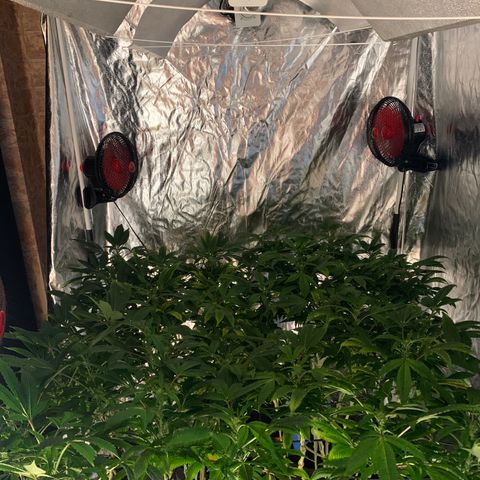 GG4 #1 #3 growlog timeline photo