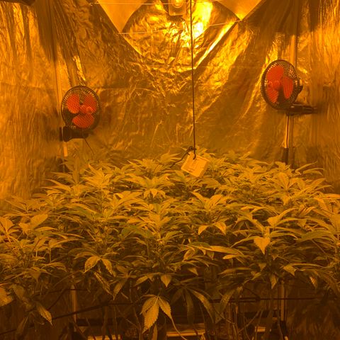 GG4 #1 #3 growlog timeline photo