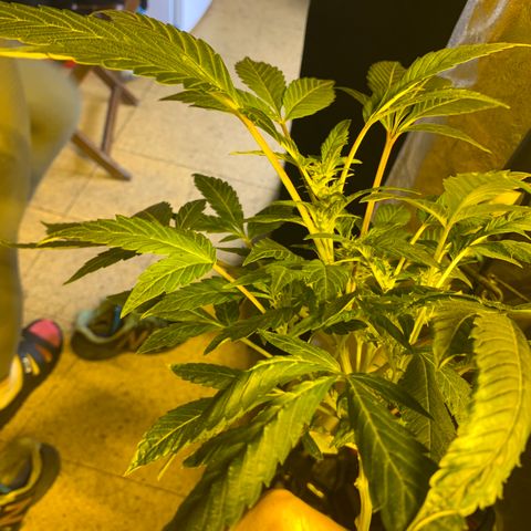 GG4 #1 #3 growlog timeline photo
