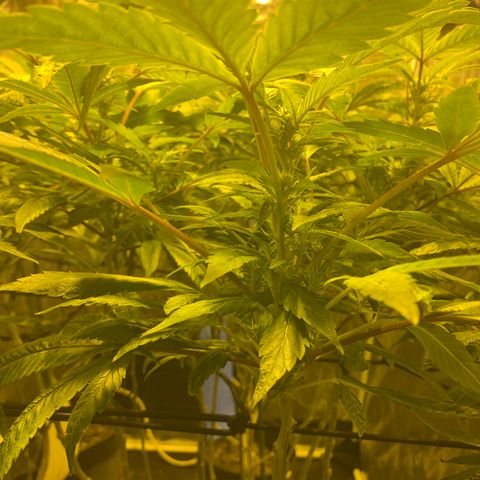 GG4 #1 #3 growlog timeline photo