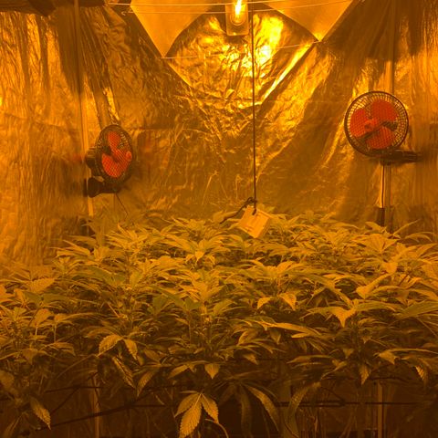 GG4 #1 #3 growlog timeline photo