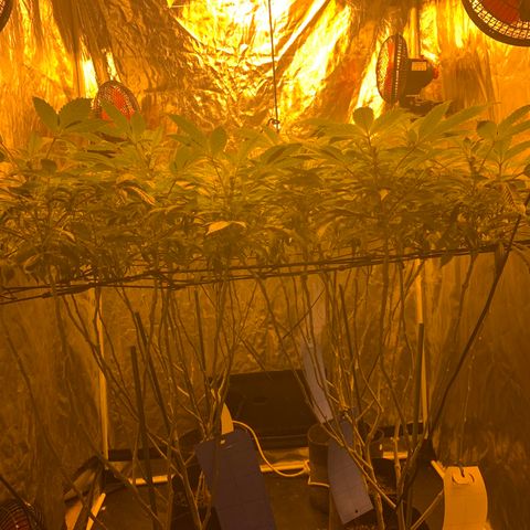 GG4 #1 #3 growlog timeline photo