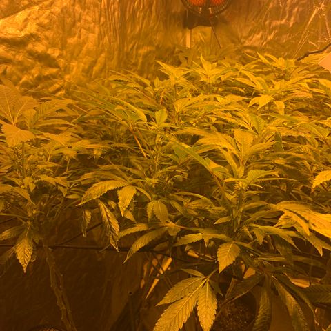 GG4 #1 #3 growlog timeline photo