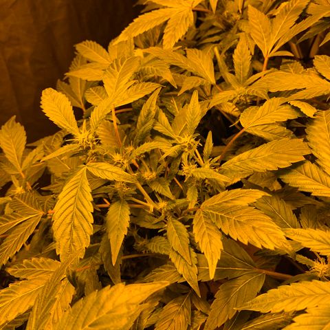 GG4 #1 #3 growlog timeline photo