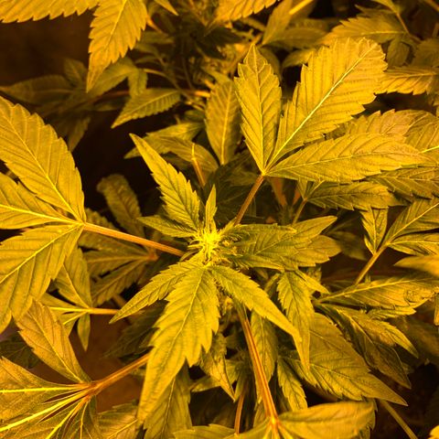 GG4 #1 #3 growlog timeline photo