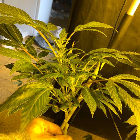 GG4 #1 #3 growlog timeline photo