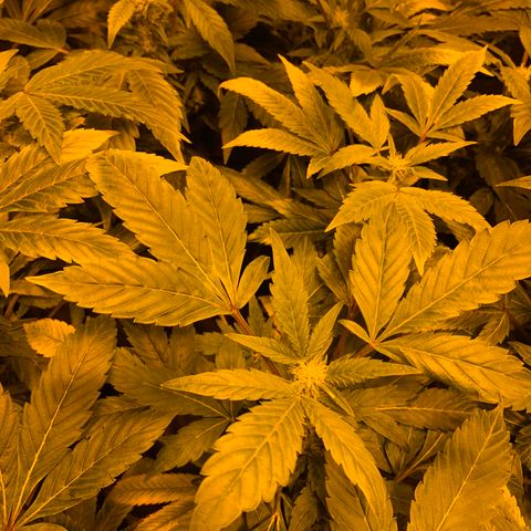 GG4 #1 #3 growlog timeline photo
