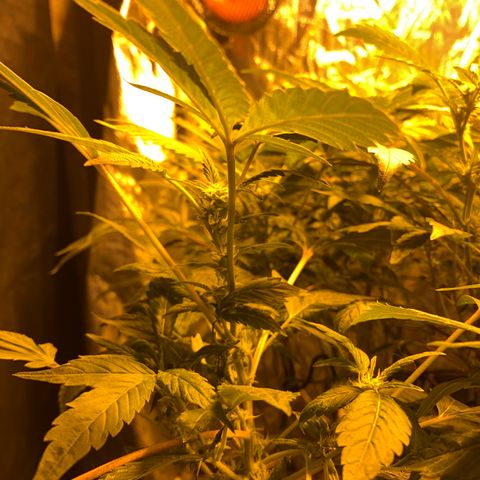GG4 #1 #3 growlog timeline photo