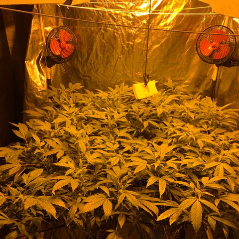 GG4 #1 #3 growlog timeline photo