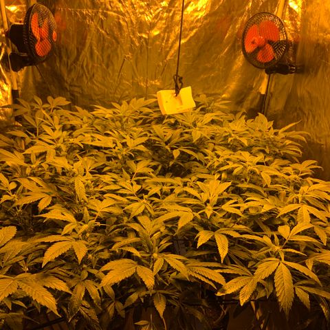 GG4 #1 #3 growlog timeline photo