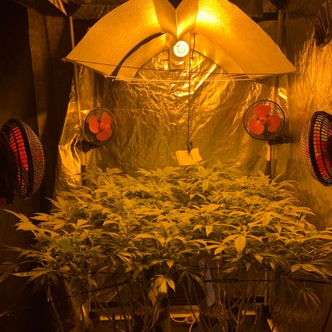GG4 #1 #3 growlog timeline photo