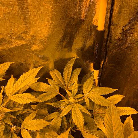 GG4 #1 #3 growlog timeline photo