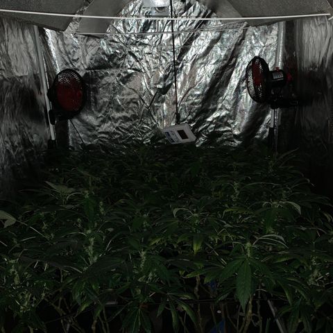 GG4 #1 #3 growlog timeline photo
