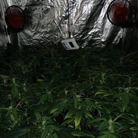 GG4 #1 #3 growlog timeline photo