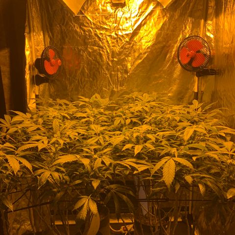 GG4 #1 #3 growlog timeline photo
