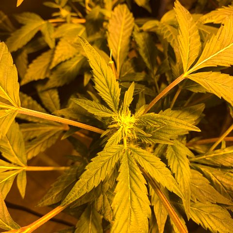 GG4 #1 #3 growlog timeline photo