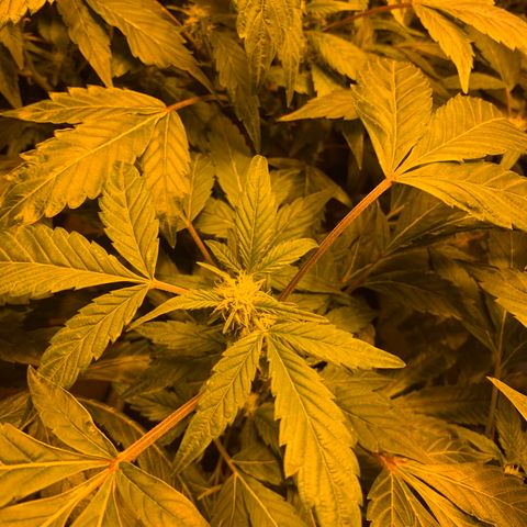 GG4 #1 #3 growlog timeline photo