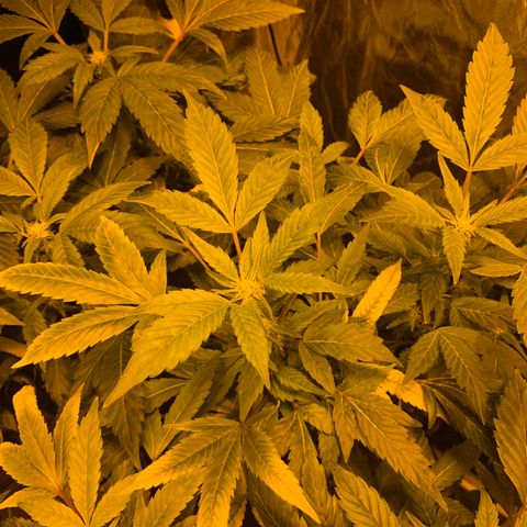 GG4 #1 #3 growlog timeline photo
