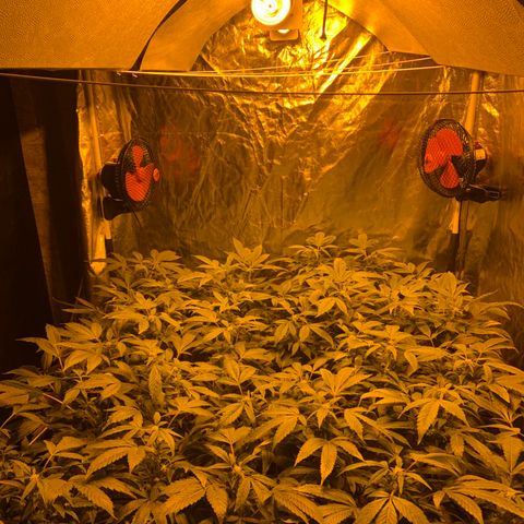 GG4 #1 #3 growlog timeline photo