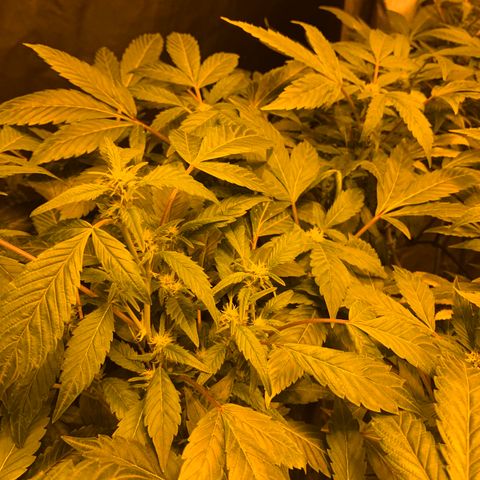 GG4 #1 #3 growlog timeline photo