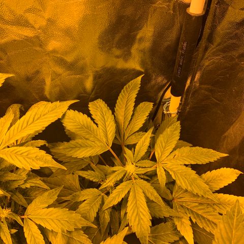 GG4 #1 #3 growlog timeline photo
