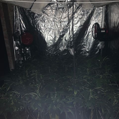 GG4 #1 #3 growlog timeline photo