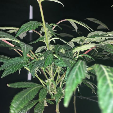 GG4 #1 #3 growlog timeline photo