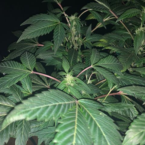 GG4 #1 #3 growlog timeline photo