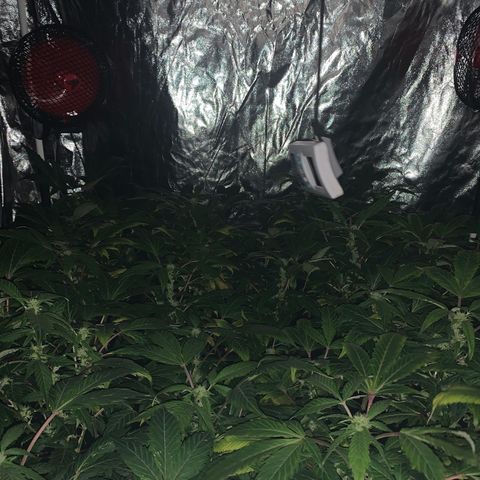 GG4 #1 #3 growlog timeline photo