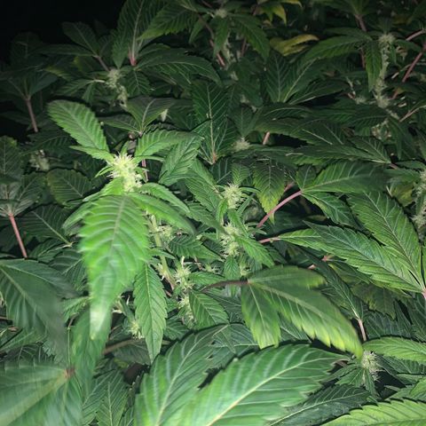 GG4 #1 #3 growlog timeline photo