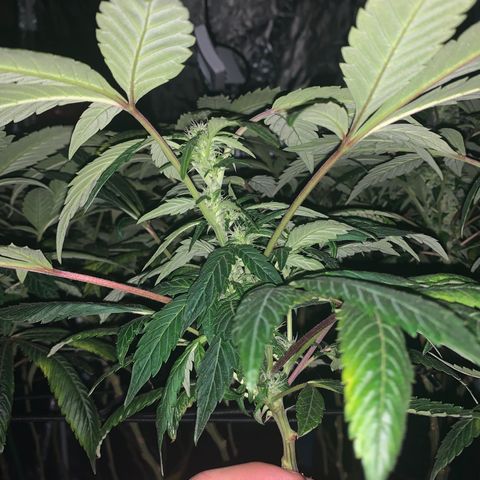 GG4 #1 #3 growlog timeline photo