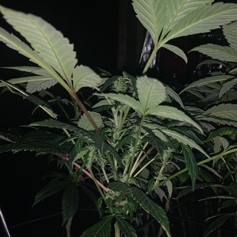 GG4 #1 #3 growlog timeline photo