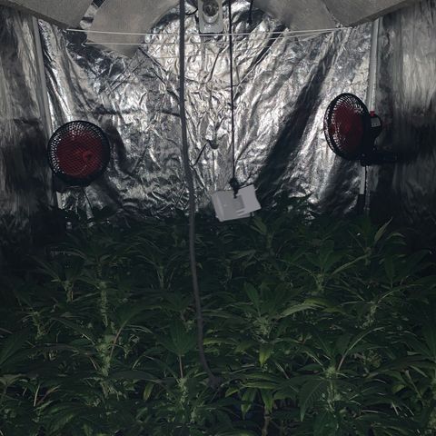 GG4 #1 #3 growlog timeline photo