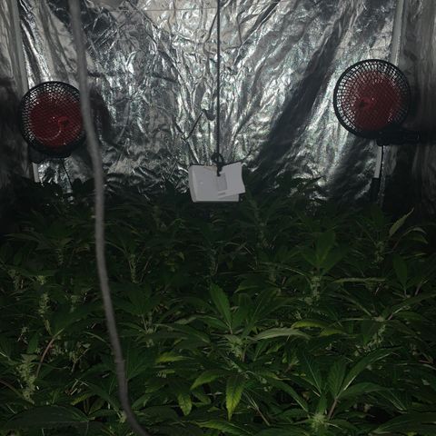 GG4 #1 #3 growlog timeline photo